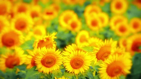 Background of blooming sunflowers sunset Stock Footage 149823327
