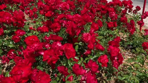 Background of blooming wild red roses Stock Footage 107856931