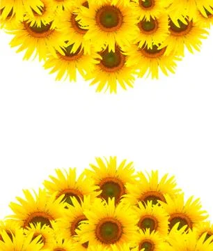 Background Blossom Sunflower Stock Illustration
