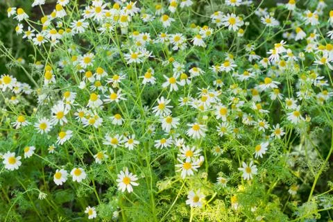 Background of the blossoming chamomile Foto stock