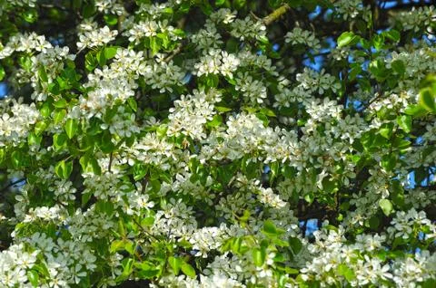 Background - blossoming cherry Stock Photos