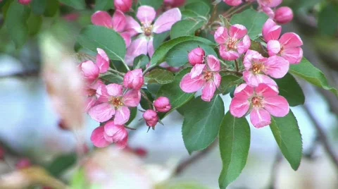 Background blossoming  Stock Footage 380781