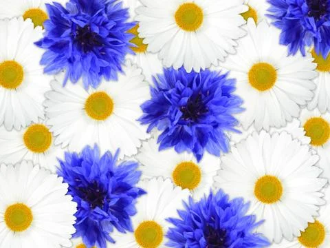 Background of blue and white flowers Stock Photos