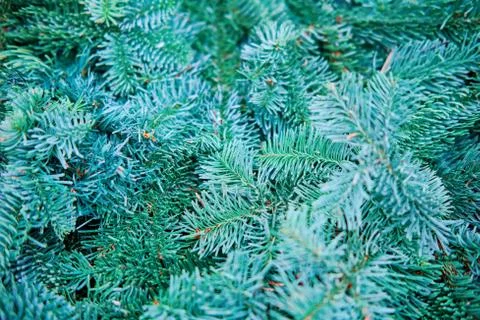 Background of blue branches of a natural Christmas tree. Tinsel decorations f 스톡 사진