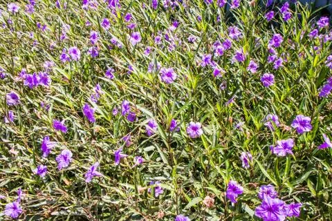 Background of blue convolvulus Foto stock