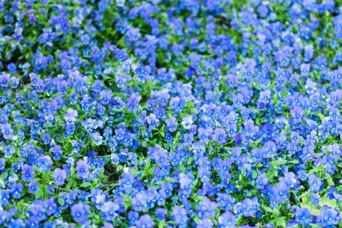 Background with blue forget-me-not flowers Stock Photos