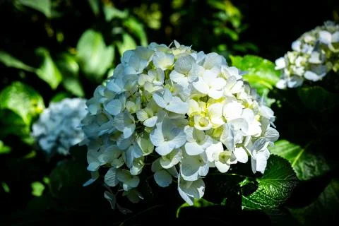 The background of blue Hydrangea flower, Hydrangea macrophylla in scientific  Stock Photos
