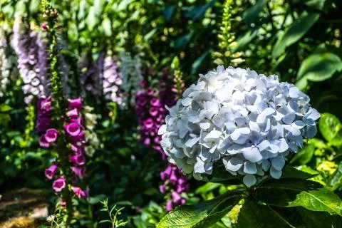 The background of blue Hydrangea flower, Hydrangea macrophylla in scientific  Stock Photos