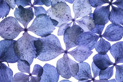 Background with blue hydrangea Stock Photos
