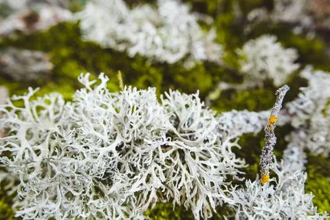 Background from blue lichen, tree bark, dry leaves, copy space. Foto stock
