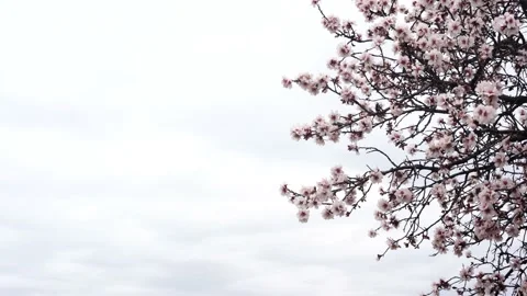 Background of blue sky with blossoming cherry tree, white flowers, copy space Stock Footage 236453223