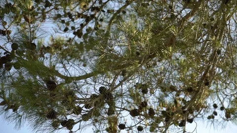 On the background of blue sky, branch, coniferous tree with cones Video stock 92154343