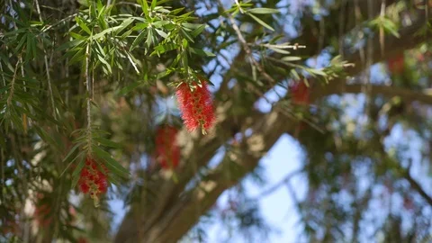 On the background of blue sky branches with blossoming flowers swing in the wind Stock-Footage 92151609