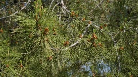 On the background of blue sky the branches of the pine tree swaying in the wind Video stock 92151918