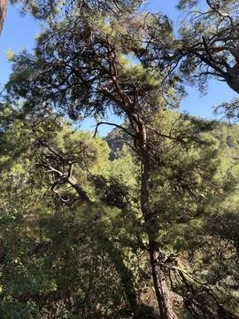 Background blue sky forest coniferous trees pine Stock Photos