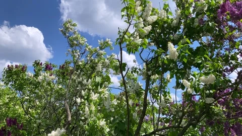 Background of blue sky with white and red lilac trees. Vídeos de archivo 274158807