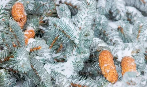 Background of blue spruce branches in ice with brown pine cones. Natural ba.. Stock Photos