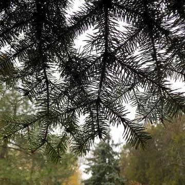 Background - blue spruce. Stock Photos