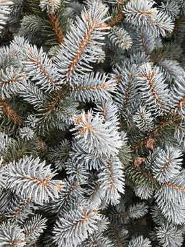 Background - blue spruce. Stock Photos