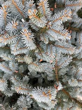 Background - blue spruce. Stock Photos