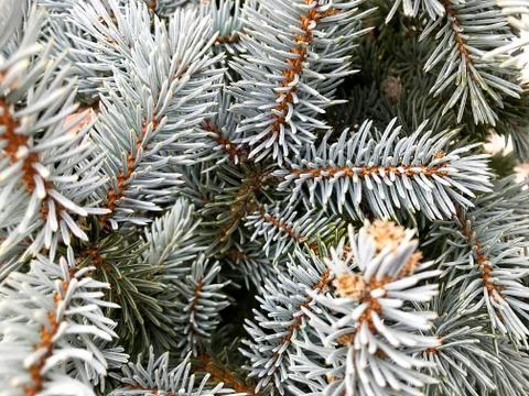 Background - blue spruce. Stock Photos
