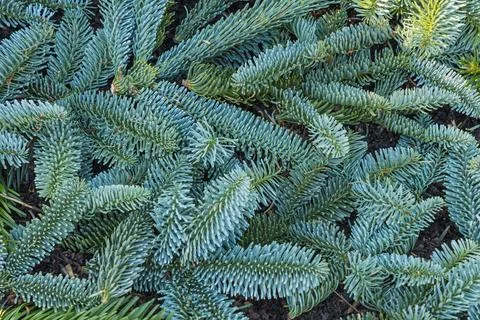 Background of blue spruce tree branches. Close-up photo. Stock Photos