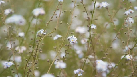 Background with blue wildflowers Stock Footage 75861863