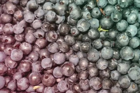 Background of blueberries from the forest. Foto stock