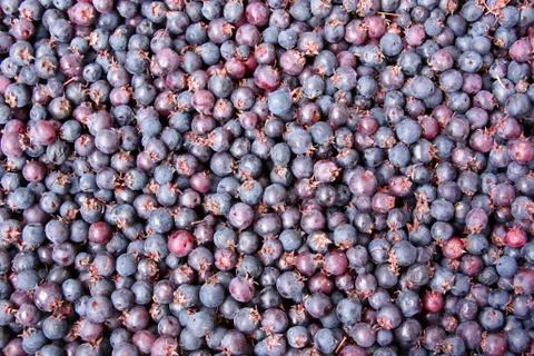 Background of blueberries Stock Photos