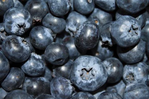 Background of blueberries Stock Photos