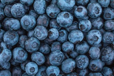 Background of blueberry close up Stock Photos