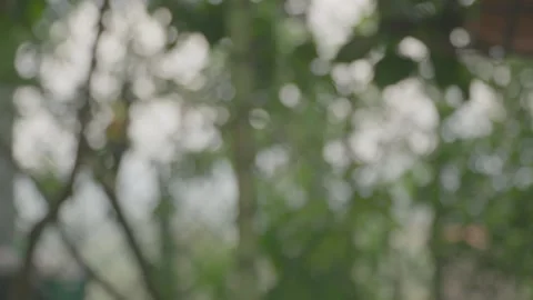 Background Blur Cherries Plants Video stock 276193556