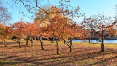 Background Blur of Fall at the Charles River Foto stock