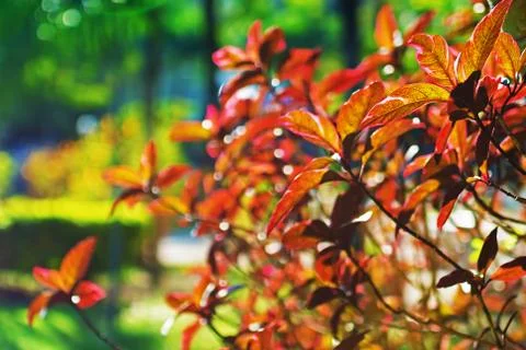 Background blur of nature in spring Stock Photos