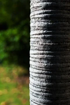 Background blur of nature in spring Stock Photos