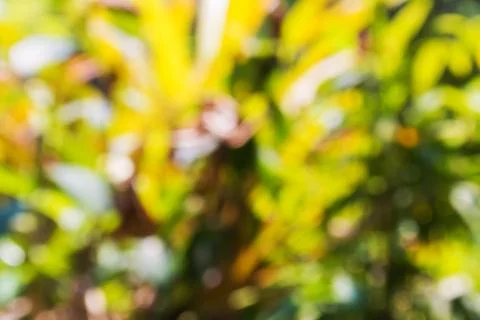 Background blur of nature in spring Stock Photos