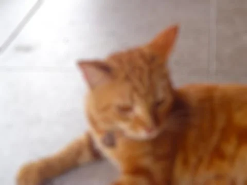 A background blur of an orange cat Stockfoto's