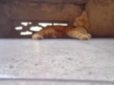 A background blur of an orange cat Stock-Fotos