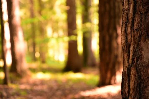 Background with a blurred forest, in the foreground with a tree trunk Stock Photos