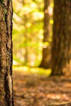 Background with a blurred forest, in the foreground with a tree trunk Stock Photos