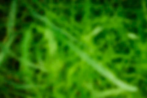 Background of blurred grass Stock Photos