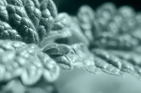 Background of blurred mint leaves close-up Stock Photos