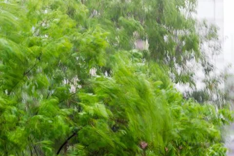 Background of the blurred trees branches during strong gusty wind Stock Photos