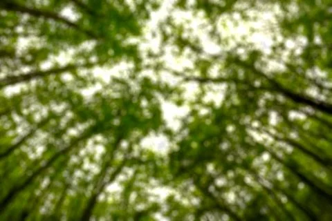 Background blurred from trees seen from below, wide angle Stock Photos