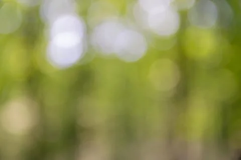 Background blurred from trees seen from below, wide angle Stock Photos