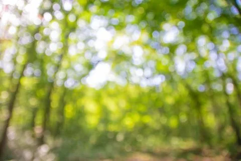 Background blurred from trees seen from below, wide angle Stock Photos