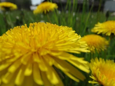 Background of blurry dandelions. Stock Photos