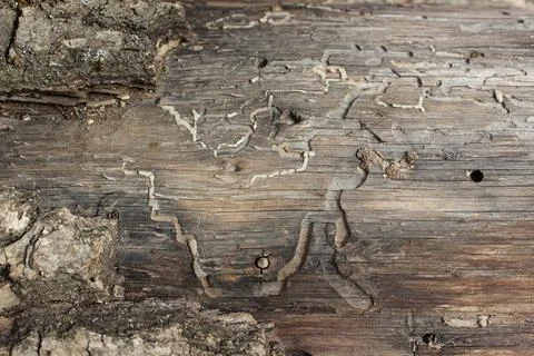 Background from boards with natural patterns. Stock Photos