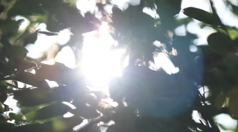 Background, bokeh, focus. The Light of the Sun. sunlight Stock Footage 51869423