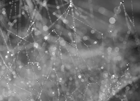 Background bokeh, spider web with drops Stock Photos